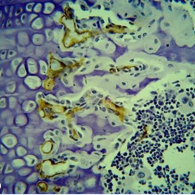 Research-led teaching in fundamental cancer biology, and the latest advances in immunotherapy and precision medicine.