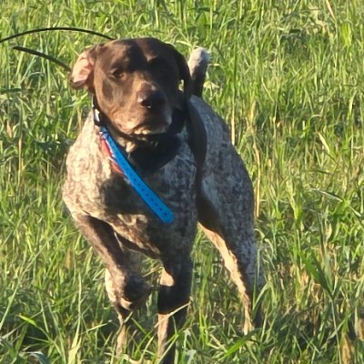 GSPPBirdDogs 4KaWe Kennel provides the ultimate hunting experience for allergy-prone individuals with their specially bred hypoallergenic bird dogs.