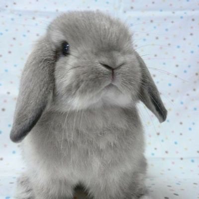 rarara891214's profile picture. 드래콘볼 입덕 베이비샤월💎 찡구1-2기 🐰