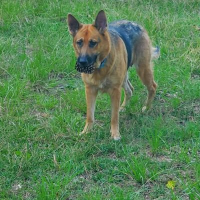 Flea_Bitten_Wol's profile picture. hey guys I write and play video games. sounds fun huh