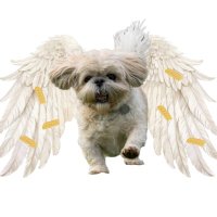 Angel Stanley Tzu Tailor & sista Lou Lou ❤️❤️ (@stanleymacaroni) 's Twitter Profile