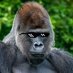 Empty ❤️🗿❤️ (@crypto__yogi) Twitter profile photo Empty ❤️🗿❤️ (@crypto__yogi) Twitter profile photo