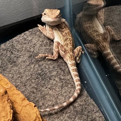 eyesack_tweets's profile picture. hey y’all good morning