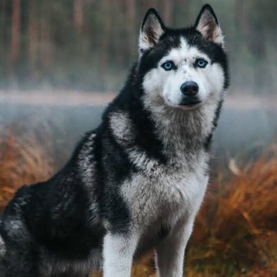 RNC1992's profile picture. 