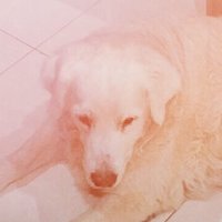 Fish (@felicia) 's Twitter Profile