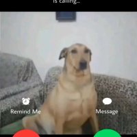 Douglas Dog (@johnnydaddyonbd) 's Twitter Profile Photo Douglas Dog (@johnnydaddyonbd) 's Twitter Profile Photo