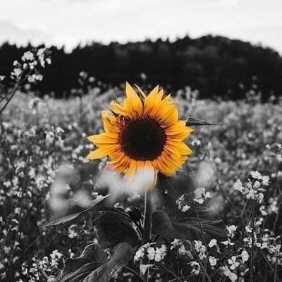 icamar89's profile picture. 🌹Romanos 12:9
Let love be genuine.
♡ No hay sitio mejor que el hogar (El Mago de Oz).