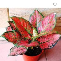 ज्योति🦋 (@jyotisachan0) 's Twitter Profile