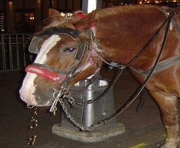 I'm a NYC carriage horse, forced to lug tourists 9 hours a day, 7 days a week in dangerous traffic. Sign the petition to set me free!