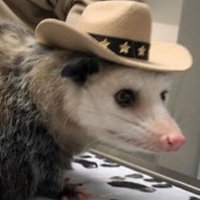 possum (@aslowpossum) 's Twitter Profile