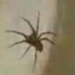 CheekyCrawly's profile picture. They/He/Bug// 25 // This is not a place of honor