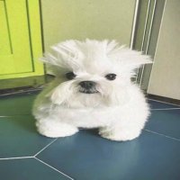 jemk🇵🇸🇱🇧 (@notjemk) 's Twitter Profile