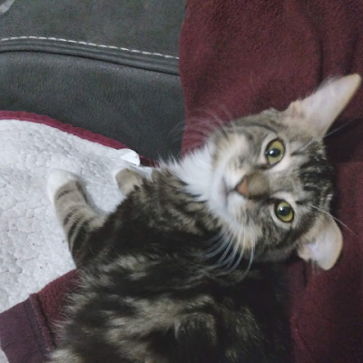 gatomoto754's profile picture. 18 year old who love games