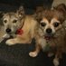 Rear Admirals Angels Pogue & Harry RIP frens OTRB (@harrynpogue) Twitter profile photo Rear Admirals Angels Pogue & Harry RIP frens OTRB (@harrynpogue) Twitter profile photo