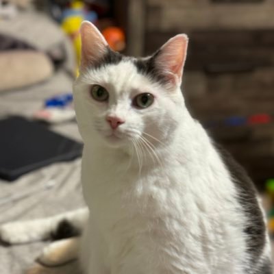 bandana_kitten's profile picture. 