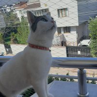 Kml Trk (@kml_trk) 's Twitter Profile