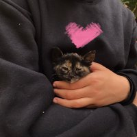 Justahuman (@chamomilla38486) 's Twitter Profile