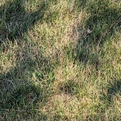 Flamingo_birdy's profile picture. 