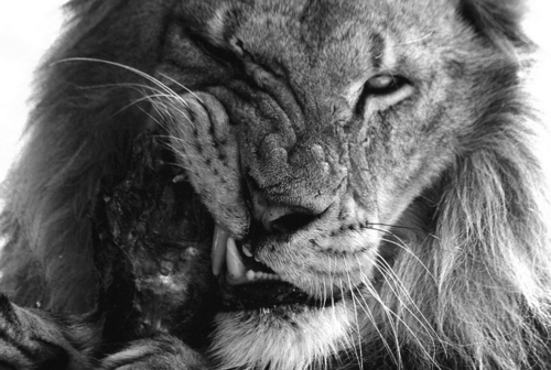 rajuthan's profile picture. The harder I work, the more luck I have