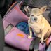 Little Dog (@eavesmarvinl) Twitter profile photo Little Dog (@eavesmarvinl) Twitter profile photo