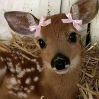 doe π (@tryingfithin) 's Twitter Profile