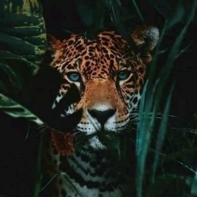 pabl0ram0n's profile picture. Drinker of fine Scotches. #USMC Veteran #SemperFi.