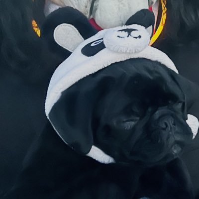 PuggoParty21's profile picture. My pug shadow he is a really cute pug and I really love pugs so much.