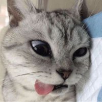 emi ִֶָ (@knjflavor) 's Twitter Profile