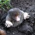 AEW Mole (@aewmole) Twitter profile photo AEW Mole (@aewmole) Twitter profile photo