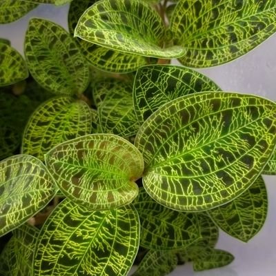 熱帯植物にハマりました。上陸組。アグラオネマ、ホマロメナ、ベゴニア、ジュエルオーキッド、五目系等々🌿