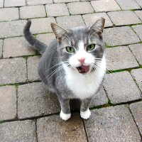 Nancy Distefano (@nancydiste74773) 's Twitter Profile