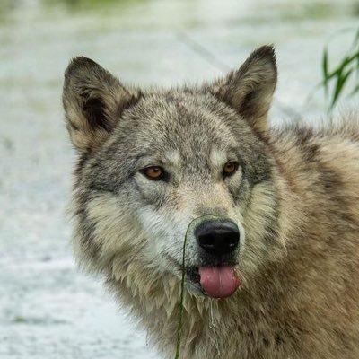 lycan_nature's profile picture. oliver • helpol • I like wolves, nature, and house md