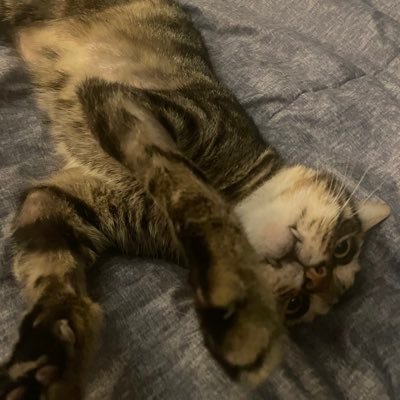 sieges Profile