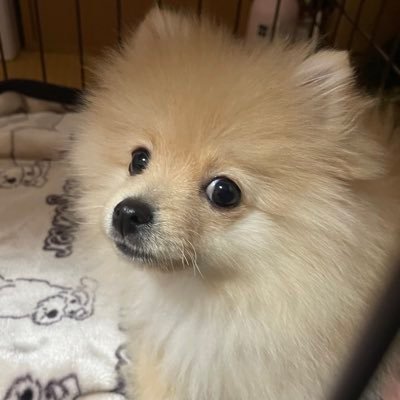 ポメラニアン/♂/クリーム/2023.10.24生まれ🎂/2024.2.17にお迎え🏠/おやつとおもちゃ大好き暴れん坊ワンコ🐶/ ファロー四徴症🏥/成長記録✏️/無言フォローいいね失礼します!フォローいいね大歓迎💕