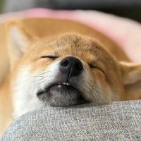 柴犬ムギ (@shibainukomugi) 's Twitter Profile Photo 柴犬ムギ (@shibainukomugi) 's Twitter Profile Photo