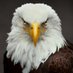 America-First Townhalls - X (@americafirstth) Twitter profile photo America-First Townhalls - X (@americafirstth) Twitter profile photo