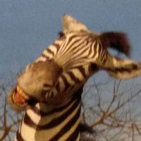 dikkf (@mayogi93) 's Twitter Profile