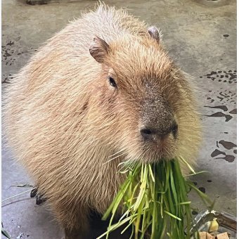 Hangry Capybara Profile