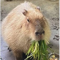 Hangry Capybara (@pittkf) 's Twitter Profile Photo Hangry Capybara (@pittkf) 's Twitter Profile Photo