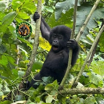 gorillasafariUG's profile picture. Gorilla safaris/*Uganda /*Kenya/*Rwanda/*Tanzania /*Adventures/*Carhire/*Safaris/*20 years experience/
