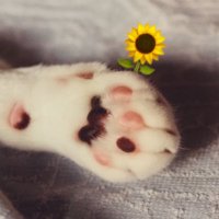 まめ太【ステへ:tomoru0307】 (@earthworm_mame) 's Twitter Profile Photo まめ太【ステへ:tomoru0307】 (@earthworm_mame) 's Twitter Profile Photo