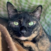 さび猫なでこ (@nadeko_cat) 's Twitter Profile