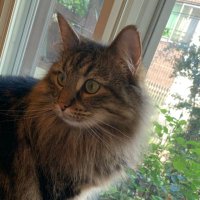 七瀬 (@nyan_111s2) 's Twitter Profile