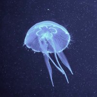 Evo-Devoの集い (@evodevo_wakate) 's Twitter Profile Photo