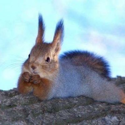 borzoifangirl's profile picture. living and loving and plotting and scheming/ Aries sun Virgo moon  🦨🐀🦝