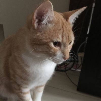 kanaeyasai's profile picture. 音楽と映画、海外ドラマが大好き 韓国ドラマにハマり中 コン・ユ 、パク・ソンフンがすき
銀杏BOYZ 藤井風 ドレスコーズ
塩野瑛久推し！いつかフランスに行きたい🇫🇷韓国ひとり旅計画中
𝕋𝕠𝕞𝕞𝕪(川瀬智子)だいすき♡
密かなダイエット垢 @raimjin_d