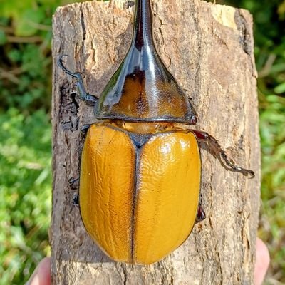 ホクト🍋 (@Lemon_ecua) / X