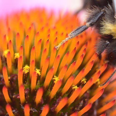 Bjorkset's profile picture. 