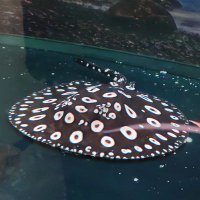 风月无边（互关互粉） (@xmfxjk) 's Twitter Profile