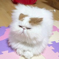もけもけ@エキゾチックロングヘア (@mkmk_1019x) 's Twitter Profile Photo もけもけ@エキゾチックロングヘア (@mkmk_1019x) 's Twitter Profile Photo